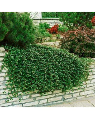 Кизильник Даммера Майор | Cotoneaster dammeri Major
