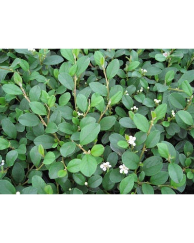 Кизильник Даммера Майор | Cotoneaster dammeri Major