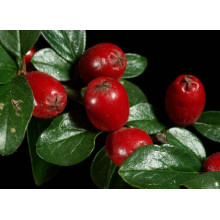 Кизильник Даммера Майор | Cotoneaster dammeri Major