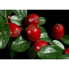 Кизильник Даммера Майор | Cotoneaster dammeri Major