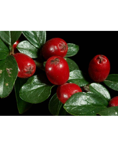 Кизильник Даммера Майор | Cotoneaster dammeri Major