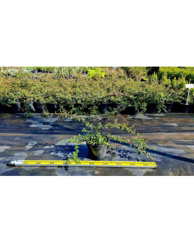 Кизильник Даммера Майор | Cotoneaster dammeri Major