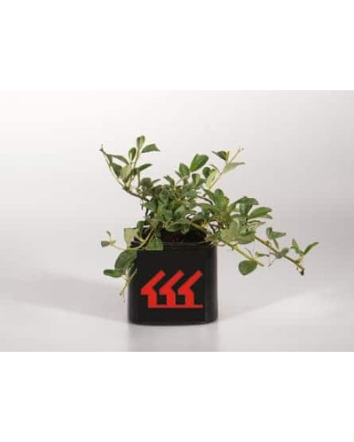 Кизильник Даммера Майор | Cotoneaster dammeri Major