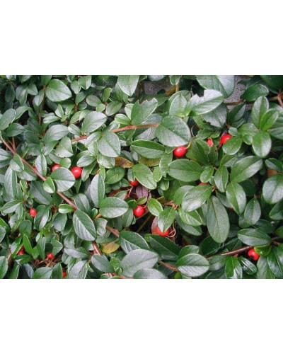 Кизильник Даммера Майор | Cotoneaster dammeri Major