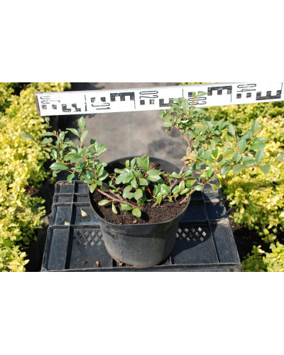 Кизильник Даммера Майор | Cotoneaster dammeri Major