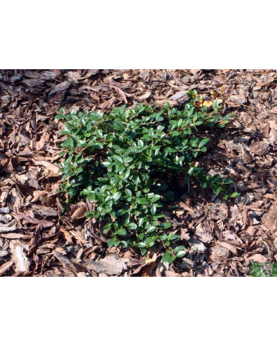 Кизильник Даммера Майор | Cotoneaster dammeri Major