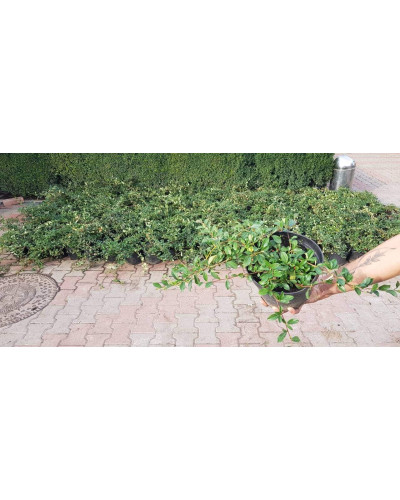 Кизильник Даммера Майор | Cotoneaster dammeri Major