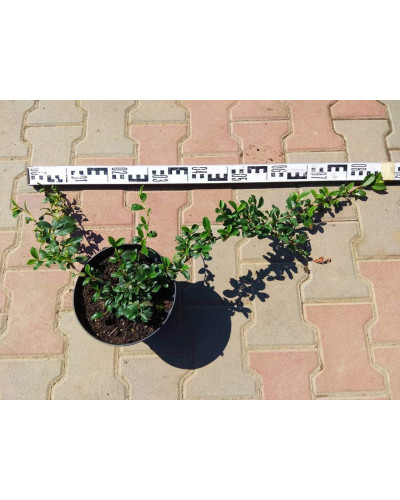 Кизильник Даммера Майор | Cotoneaster dammeri Major