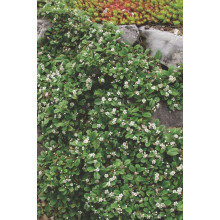 Кизильник Даммера Ейхольц / Айхольц | Cotoneaster dammeri / radicans Eichholz | Кизильник Даммера Эйхольц / Айххольц