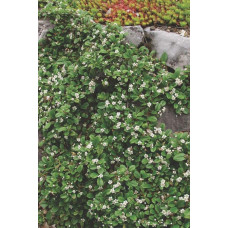 Кизильник Даммера Ейхольц / Айхольц | Cotoneaster dammeri / radicans Eichholz | Кизильник Даммера Эйхольц / Айххольц