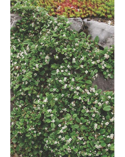 Кизильник Даммера Ейхольц / Айхольц | Cotoneaster dammeri / radicans Eichholz | Кизильник Даммера Эйхольц / Айххольц