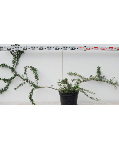 Кизильник Даммера Ейхольц / Айхольц | Cotoneaster dammeri / radicans Eichholz | Кизильник Даммера Эйхольц / Айххольц