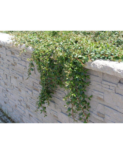 Кизильник Даммера Ейхольц / Айхольц | Cotoneaster dammeri / radicans Eichholz | Кизильник Даммера Эйхольц / Айххольц