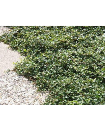 Кизильник Даммера Ейхольц / Айхольц | Cotoneaster dammeri / radicans Eichholz | Кизильник Даммера Эйхольц / Айххольц