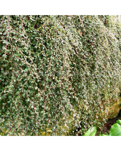Кизильник Даммера Ейхольц / Айхольц | Cotoneaster dammeri / radicans Eichholz | Кизильник Даммера Эйхольц / Айххольц