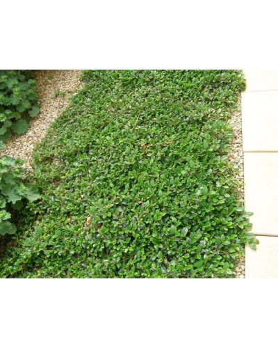 Кизильник Даммера Ейхольц / Айхольц | Cotoneaster dammeri / radicans Eichholz | Кизильник Даммера Эйхольц / Айххольц