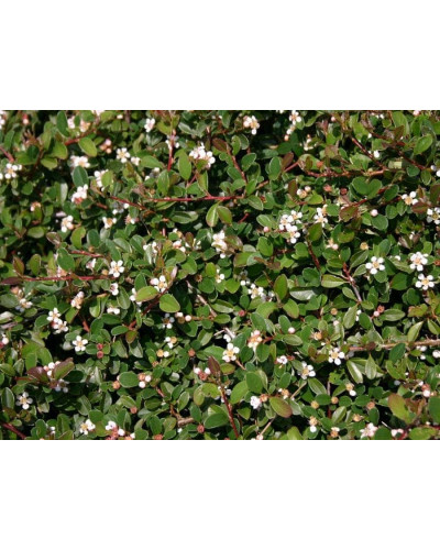 Кизильник Даммера Ейхольц / Айхольц | Cotoneaster dammeri / radicans Eichholz | Кизильник Даммера Эйхольц / Айххольц