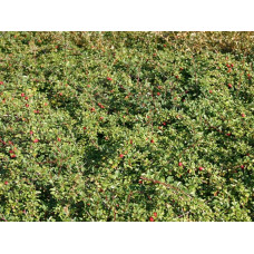 Кизильник Даммера Ейхольц / Айхольц | Cotoneaster dammeri / radicans Eichholz | Кизильник Даммера Эйхольц / Айххольц