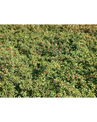 Кизильник Даммера Ейхольц / Айхольц | Cotoneaster dammeri / radicans Eichholz | Кизильник Даммера Эйхольц / Айххольц