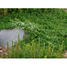 Кизильник Даммера Ейхольц / Айхольц | Cotoneaster dammeri / radicans Eichholz | Кизильник Даммера Эйхольц / Айххольц