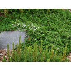 Кизильник Даммера Ейхольц / Айхольц | Cotoneaster dammeri / radicans Eichholz | Кизильник Даммера Эйхольц / Айххольц