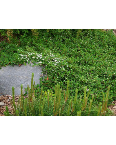 Кизильник Даммера Ейхольц / Айхольц | Cotoneaster dammeri / radicans Eichholz | Кизильник Даммера Эйхольц / Айххольц