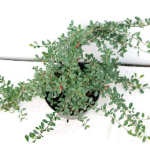 Кизильник Даммера Ейхольц / Айхольц | Cotoneaster dammeri / radicans Eichholz | Кизильник Даммера Эйхольц / Айххольц