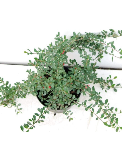 Кизильник Даммера Ейхольц / Айхольц | Cotoneaster dammeri / radicans Eichholz | Кизильник Даммера Эйхольц / Айххольц