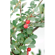 Кизильник Даммера Ейхольц / Айхольц | Cotoneaster dammeri / radicans Eichholz | Кизильник Даммера Эйхольц / Айххольц