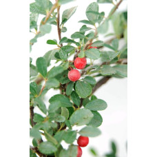 Кизильник Даммера Ейхольц / Айхольц | Cotoneaster dammeri / radicans Eichholz | Кизильник Даммера Эйхольц / Айххольц