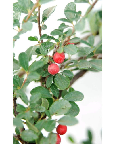 Кизильник Даммера Ейхольц / Айхольц | Cotoneaster dammeri / radicans Eichholz | Кизильник Даммера Эйхольц / Айххольц