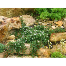 Кизильник Даммера Ейхольц / Айхольц | Cotoneaster dammeri / radicans Eichholz | Кизильник Даммера Эйхольц / Айххольц