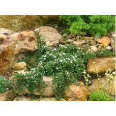 Кизильник Даммера Ейхольц / Айхольц | Cotoneaster dammeri / radicans Eichholz | Кизильник Даммера Эйхольц / Айххольц