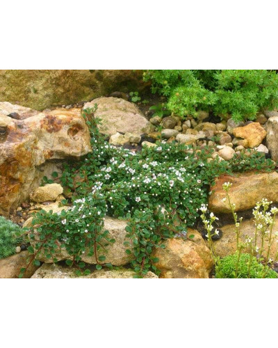 Кизильник Даммера Ейхольц / Айхольц | Cotoneaster dammeri / radicans Eichholz | Кизильник Даммера Эйхольц / Айххольц