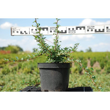 Кизильник Даммера Ейхольц / Айхольц | Cotoneaster dammeri / radicans Eichholz | Кизильник Даммера Эйхольц / Айххольц