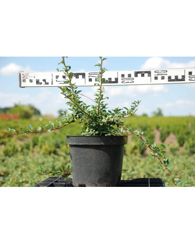Кизильник Даммера Ейхольц / Айхольц | Cotoneaster dammeri / radicans Eichholz | Кизильник Даммера Эйхольц / Айххольц