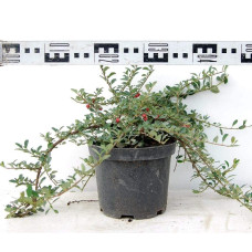 Кизильник Даммера Ейхольц / Айхольц | Cotoneaster dammeri / radicans Eichholz | Кизильник Даммера Эйхольц / Айххольц