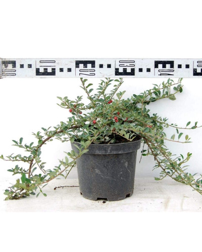 Кизильник Даммера Ейхольц / Айхольц | Cotoneaster dammeri / radicans Eichholz | Кизильник Даммера Эйхольц / Айххольц