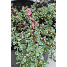 Кизильник горизонтальний ряболистий Варієгатус | Cotoneaster atropurpureus Variegatus | Кизильник горизонтальный пестролистный Вариегатус