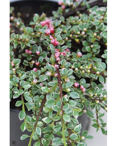 Кизильник горизонтальний ряболистий Варієгатус | Cotoneaster atropurpureus Variegatus | Кизильник горизонтальный пестролистный Вариегатус
