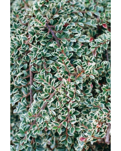 Кизильник горизонтальний ряболистий Варієгатус | Cotoneaster atropurpureus Variegatus | Кизильник горизонтальный пестролистный Вариегатус
