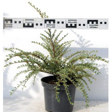Кизильник горизонтальний ряболистий Варієгатус | Cotoneaster atropurpureus Variegatus | Кизильник горизонтальный пестролистный Вариегатус
