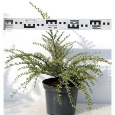Кизильник горизонтальний ряболистий Варієгатус | Cotoneaster atropurpureus Variegatus | Кизильник горизонтальный пестролистный Вариегатус