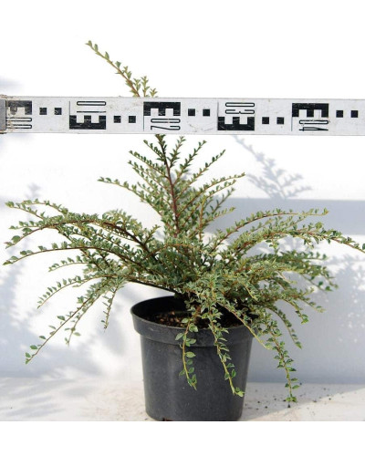 Кизильник горизонтальний ряболистий Варієгатус | Cotoneaster atropurpureus Variegatus | Кизильник горизонтальный пестролистный Вариегатус