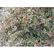 Кизильник горизонтальний ряболистий Варієгатус | Cotoneaster atropurpureus Variegatus | Кизильник горизонтальный пестролистный Вариегатус