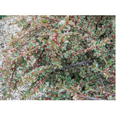 Кизильник горизонтальний ряболистий Варієгатус | Cotoneaster atropurpureus Variegatus | Кизильник горизонтальный пестролистный Вариегатус