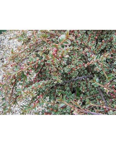 Кизильник горизонтальний ряболистий Варієгатус | Cotoneaster atropurpureus Variegatus | Кизильник горизонтальный пестролистный Вариегатус