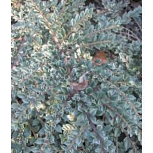 Кизильник горизонтальний ряболистий Варієгатус | Cotoneaster atropurpureus Variegatus | Кизильник горизонтальный пестролистный Вариегатус