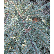 Кизильник горизонтальний ряболистий Варієгатус | Cotoneaster atropurpureus Variegatus | Кизильник горизонтальный пестролистный Вариегатус