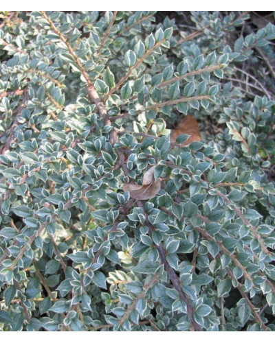 Кизильник горизонтальний ряболистий Варієгатус | Cotoneaster atropurpureus Variegatus | Кизильник горизонтальный пестролистный Вариегатус